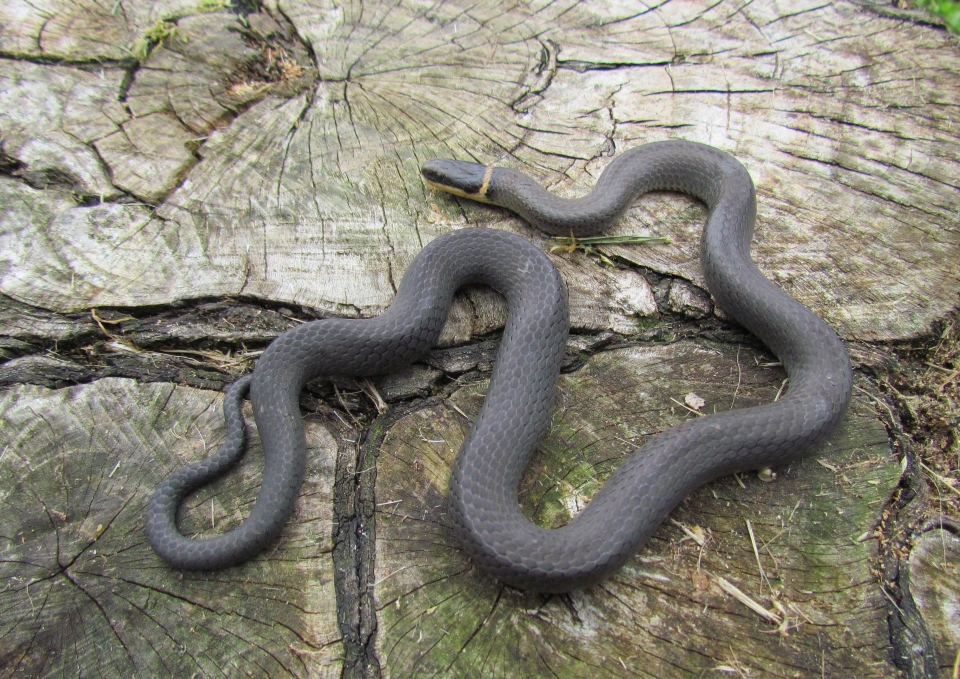 Northern Ringneck Snake